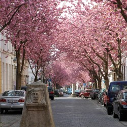Altstadt Bonn